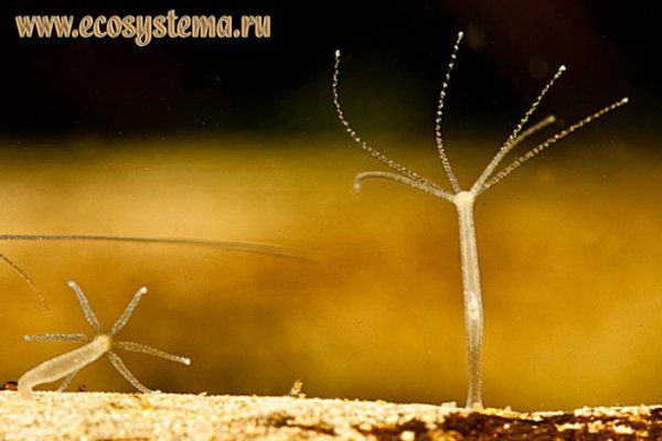 Почему кракен перестал работать